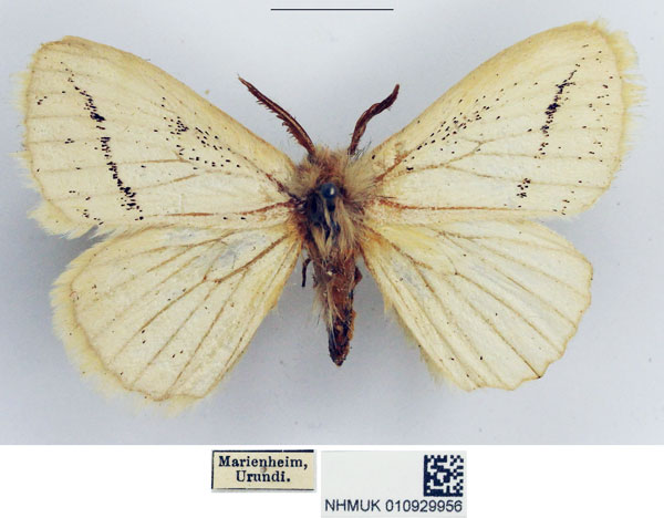 /filer/webapps/moths/media/images/S/simplex_Phiala_AM_NHMUK.jpg