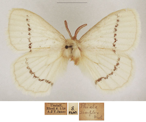/filer/webapps/moths/media/images/S/simplex_Phiala_AM_TMSA_01_zj2C6Cd.jpg