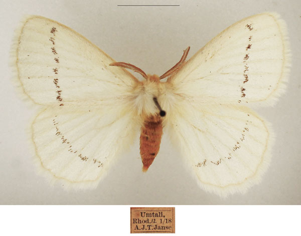 /filer/webapps/moths/media/images/S/simplex_Phiala_AM_TMSA_02.jpg