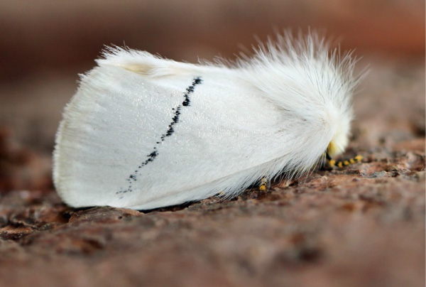 /filer/webapps/moths/media/images/S/simplex_Phiala_A_Voaden.jpg