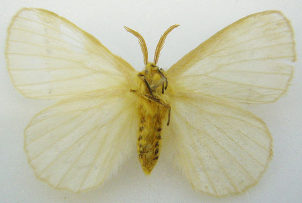 /filer/webapps/moths/media/images/S/simplex_Phiala_HT_NHMUKb.jpg