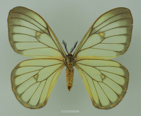 /filer/webapps/moths/media/images/S/simplex_Pseudaphelia_AF_Basquinb.jpg