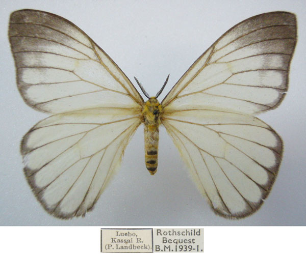 /filer/webapps/moths/media/images/S/simplex_Pseudaphelia_AF_NHMUKa.jpg