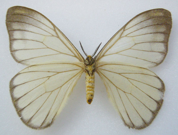/filer/webapps/moths/media/images/S/simplex_Pseudaphelia_AF_NHMUKb.jpg