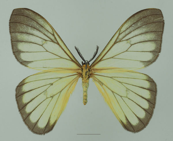 /filer/webapps/moths/media/images/S/simplex_Pseudaphelia_AM_Basquina.jpg