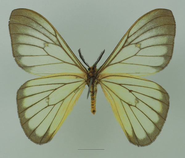 /filer/webapps/moths/media/images/S/simplex_Pseudaphelia_AM_Basquinb.jpg