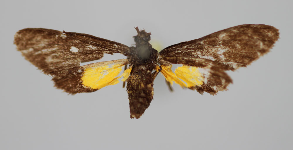 /filer/webapps/moths/media/images/S/simplex_Pseudonaclia_HT_BMNH.jpg