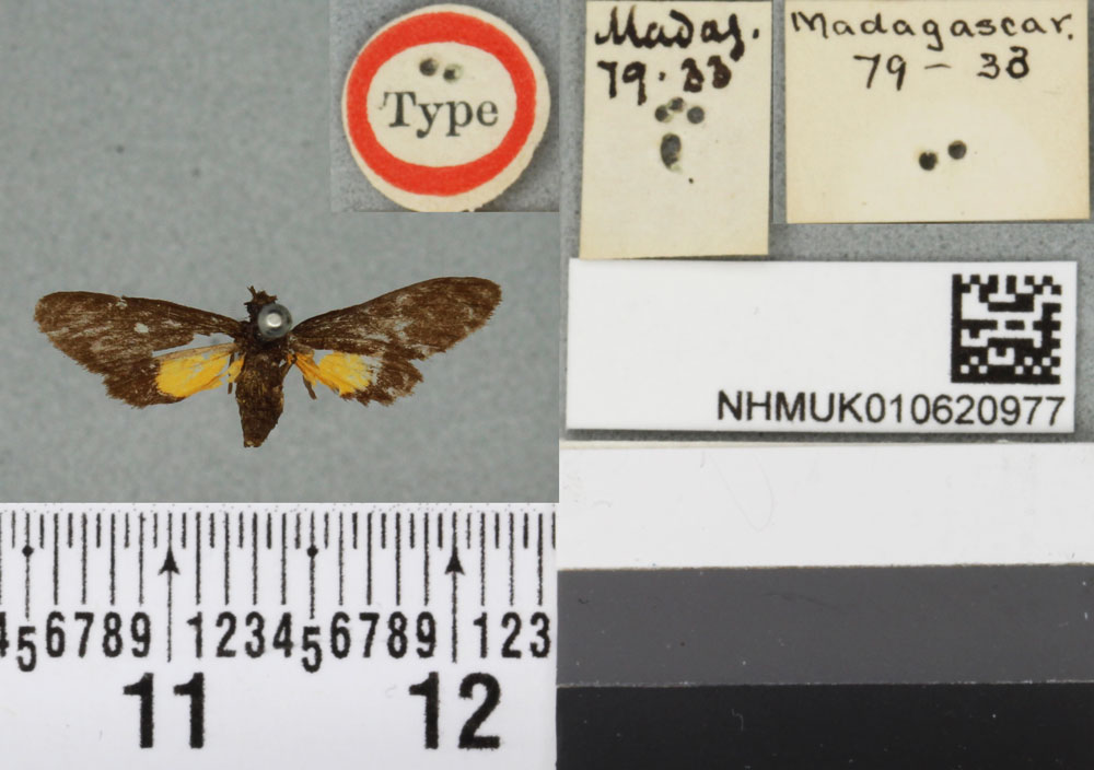 /filer/webapps/moths/media/images/S/simplex_Pseudonaclia_HT_BMNHa.jpg