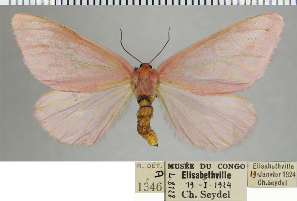 /filer/webapps/moths/media/images/S/simplex_Rhodophthitus_AF_ZSM.jpg