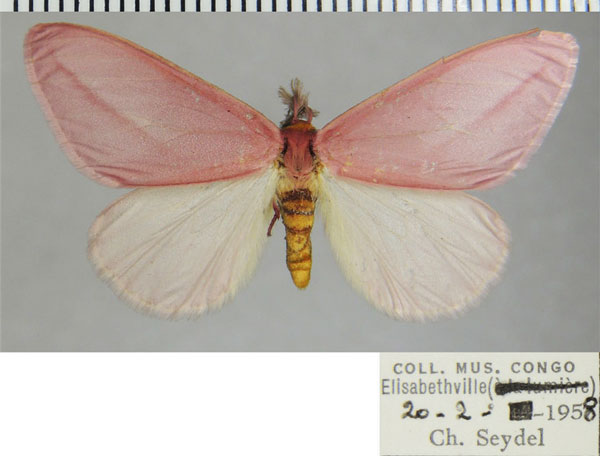 /filer/webapps/moths/media/images/S/simplex_Rhodophthitus_AM_ZSMa.jpg