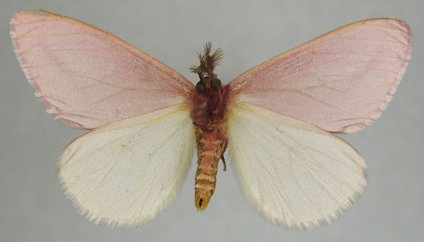 /filer/webapps/moths/media/images/S/simplex_Rhodophthitus_AM_ZSMb.jpg