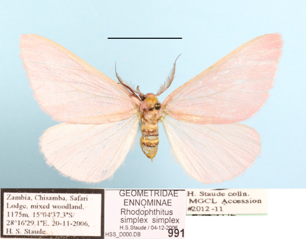 /filer/webapps/moths/media/images/S/simplex_Rhodophthitus_A_MGCL_01.JPG
