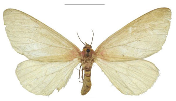 /filer/webapps/moths/media/images/S/simplex_Rhodophthitus_HT_NHMUK.jpg