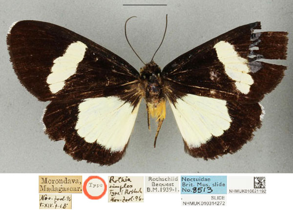 /filer/webapps/moths/media/images/S/simplex_Rothia_ST_BMNHa_3KeMhHj.jpg