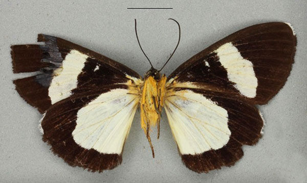 /filer/webapps/moths/media/images/S/simplex_Rothia_ST_BMNHb_VkBFuK3.jpg