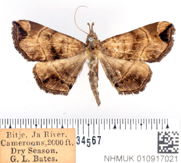 /filer/webapps/moths/media/images/S/simplex_Trichopalpina_AF_BMNH.jpg