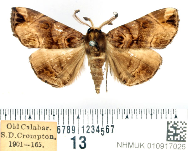 /filer/webapps/moths/media/images/S/simplex_Trichopalpina_AM_BMNH.jpg