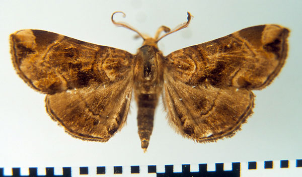 /filer/webapps/moths/media/images/S/simplex_Trichopalpina_A_MSNM.jpg