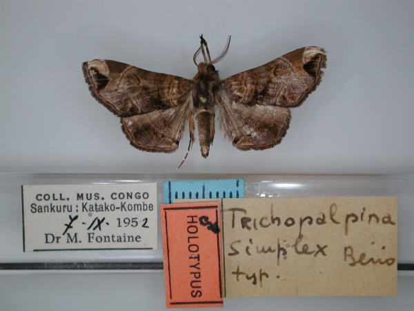 /filer/webapps/moths/media/images/S/simplex_Trichopalpina_HT_RMCA_01.jpg