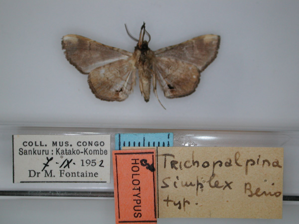 /filer/webapps/moths/media/images/S/simplex_Trichopalpina_HT_RMCA_02.jpg