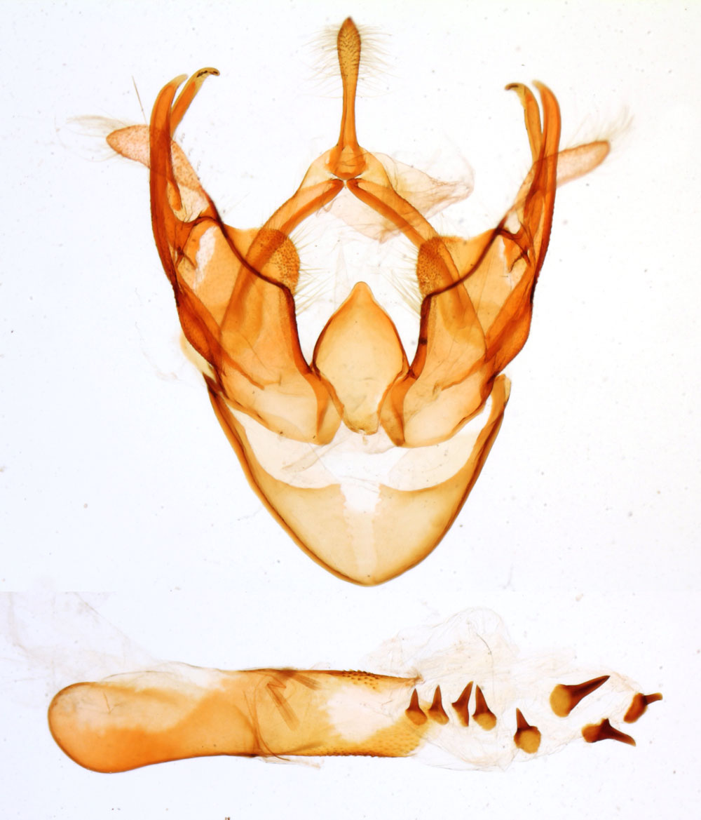 /filer/webapps/moths/media/images/S/simplex_Zethesides_GMHT_MNHN_2928.jpg