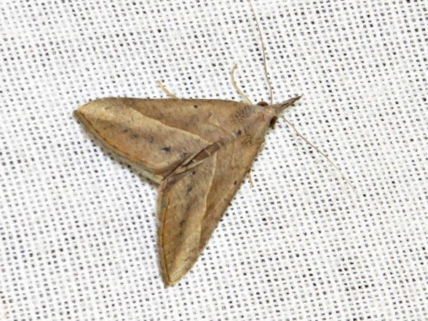 /filer/webapps/moths/media/images/S/simplicalis_Hypena_A_Braun.jpg