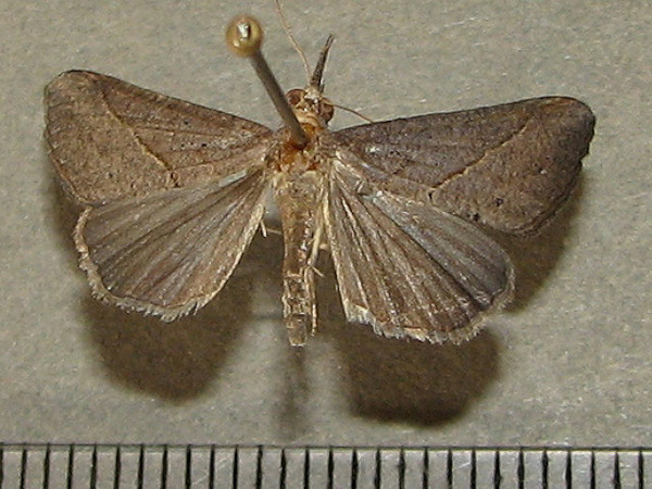 /filer/webapps/moths/media/images/S/simplicalis_Hypena_A_Goff.jpg