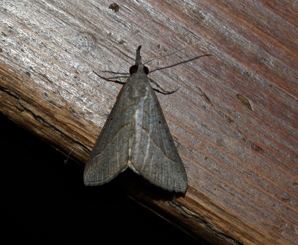 /filer/webapps/moths/media/images/S/simplicalis_Hypena_A_Roland_07.jpg
