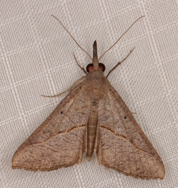 /filer/webapps/moths/media/images/S/simplicalis_Hypena__A_Heyns_01.jpg