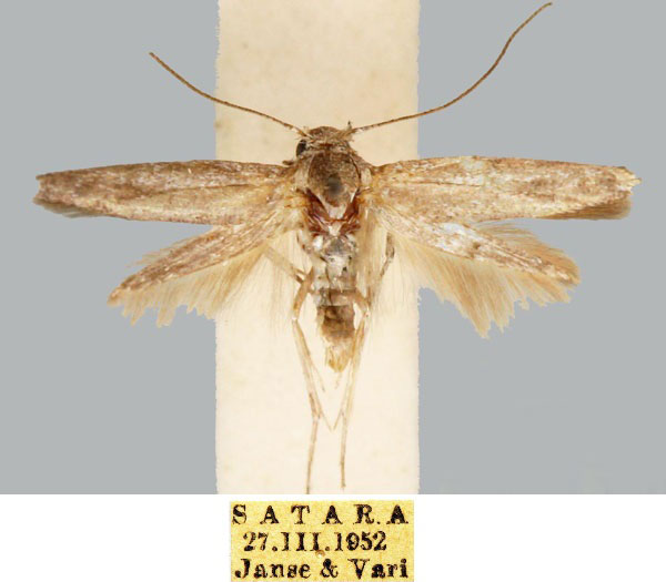 /filer/webapps/moths/media/images/S/simplicella_Scythris_HT_TMSA_4fvEcyz.jpg