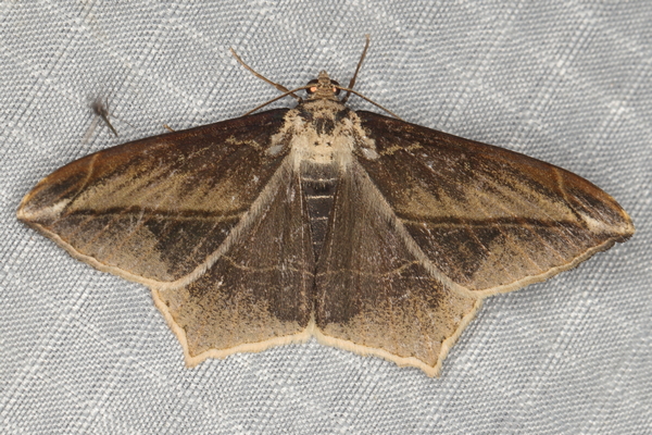 /filer/webapps/moths/media/images/S/simplicilinea_Chiasmia_A_Heyns_01.JPG