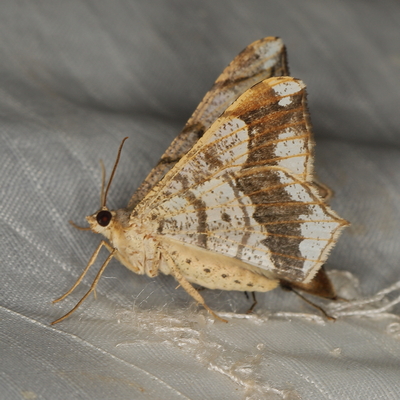 /filer/webapps/moths/media/images/S/simplicilinea_Chiasmia_A_Heyns_02.JPG