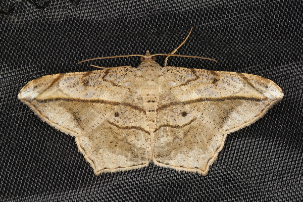 /filer/webapps/moths/media/images/S/simplicilinea_Chiasmia_A_Heyns_03.JPG