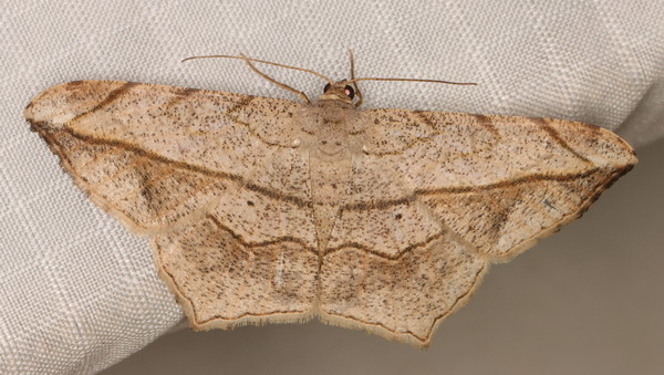 /filer/webapps/moths/media/images/S/simplicilinea_Chiasmia_A_Heyns_04.jpg