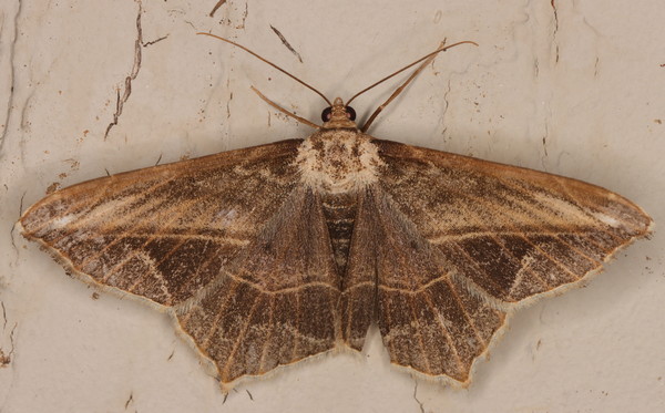 /filer/webapps/moths/media/images/S/simplicilinea_Chiasmia_A_Heyns_05.jpg