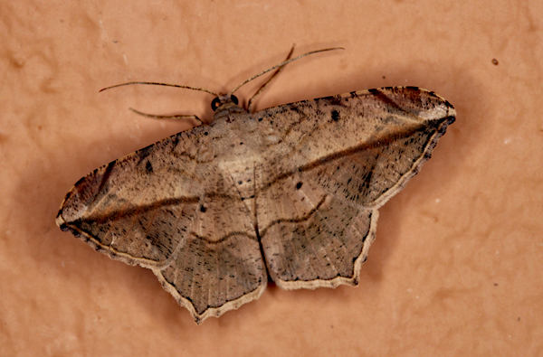 /filer/webapps/moths/media/images/S/simplicilinea_Chiasmia_A_Roland_01.jpg