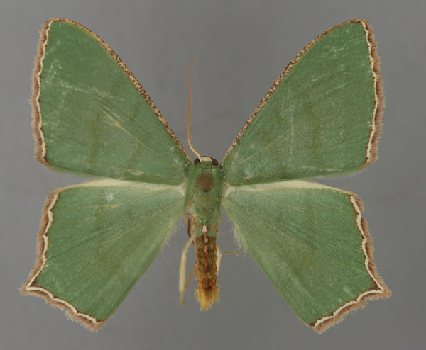 /filer/webapps/moths/media/images/S/simplicimargo_Antharmostes_A_ZSM_01.jpg
