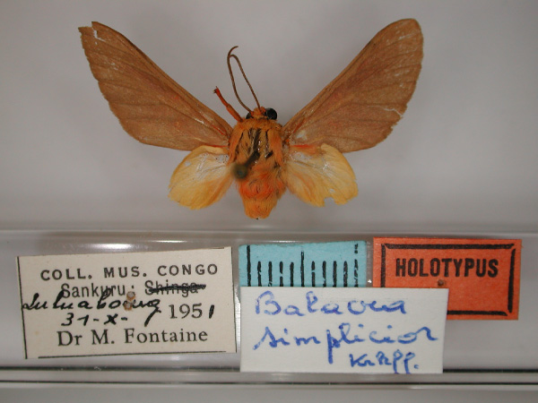 /filer/webapps/moths/media/images/S/simplicior_Balacra_HT_RMCA_01.jpg