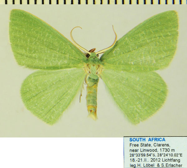 /filer/webapps/moths/media/images/S/simplicissima_Heterorachis_AF_ZSMa.jpg