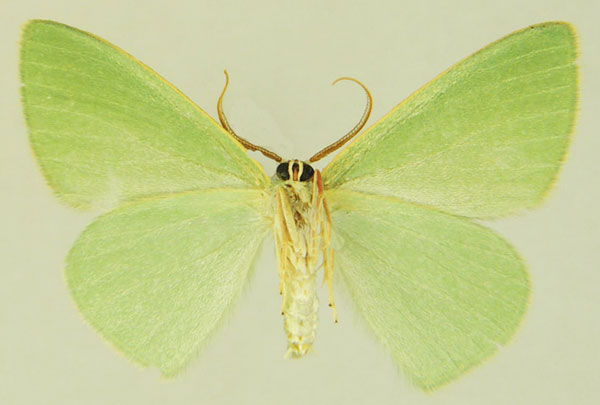 /filer/webapps/moths/media/images/S/simplicissima_Heterorachis_AF_ZSMb.jpg