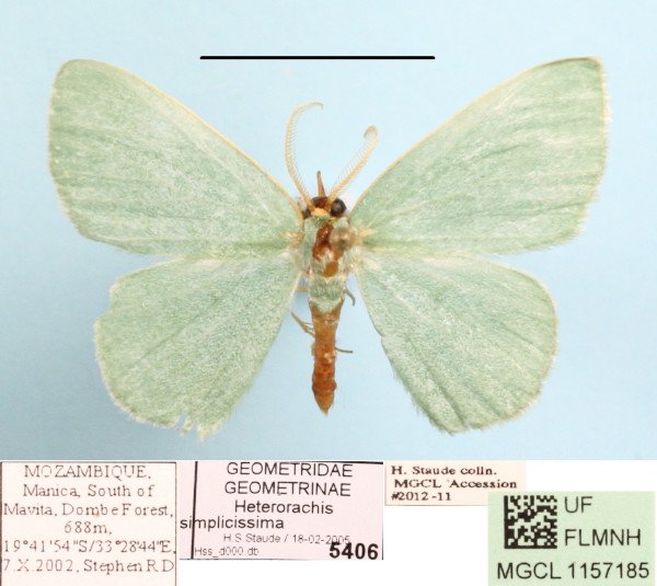 /filer/webapps/moths/media/images/S/simplicissima_Heterorachis_A_MGCLa_01.JPG