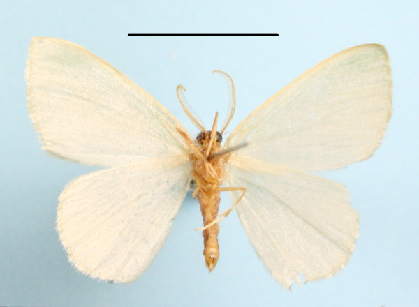 /filer/webapps/moths/media/images/S/simplicissima_Heterorachis_A_MGCLb_01.JPG
