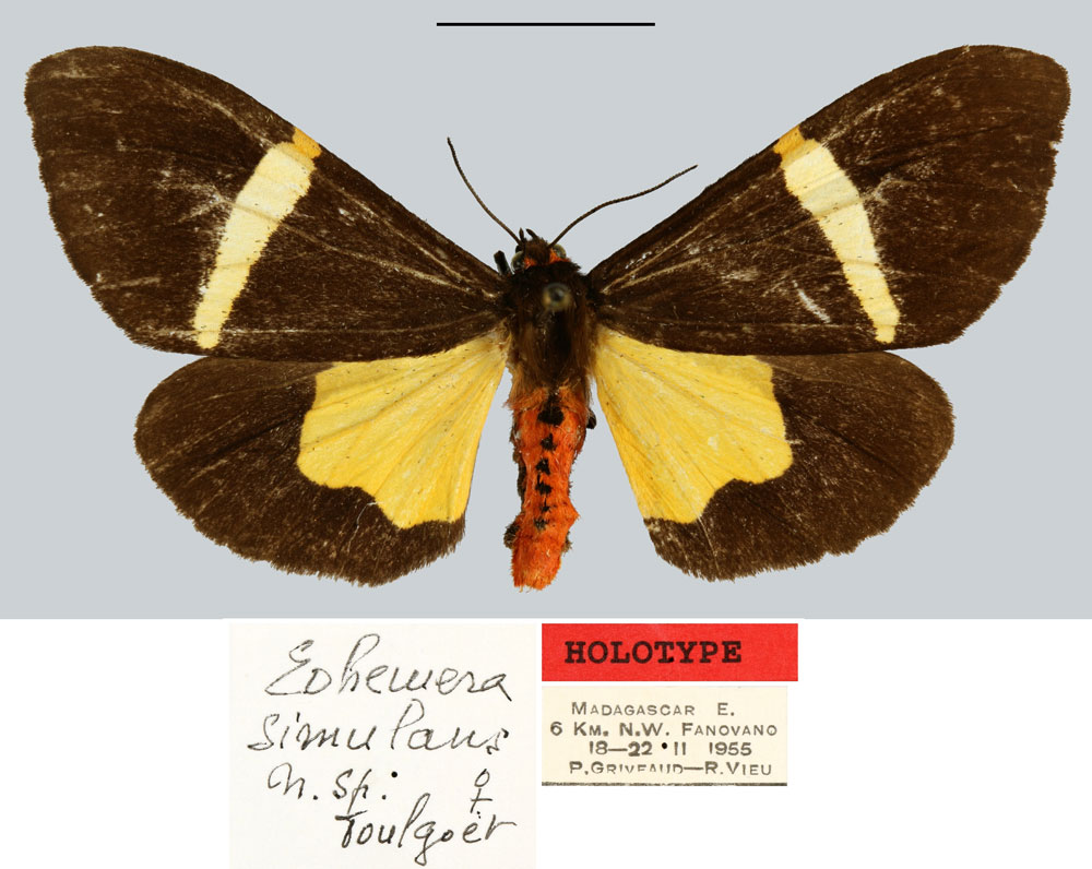 /filer/webapps/moths/media/images/S/simulans_Eohemera_HT_MNHN.jpg