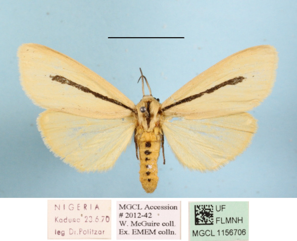 /filer/webapps/moths/media/images/S/simulans_Epilacydes_AF_MGCLa_02.JPG