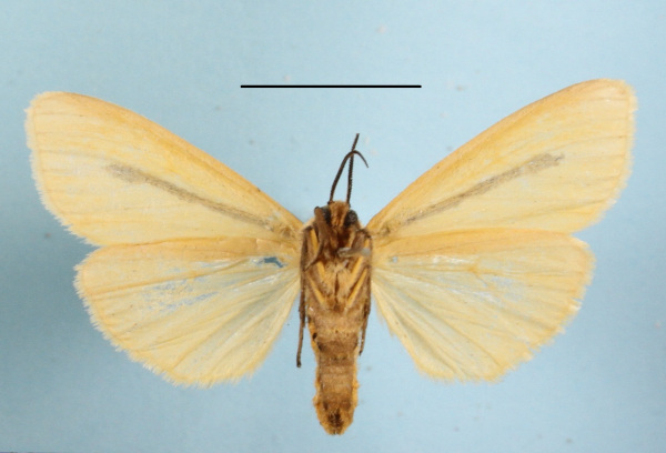 /filer/webapps/moths/media/images/S/simulans_Epilacydes_AF_MGCLb_02.JPG