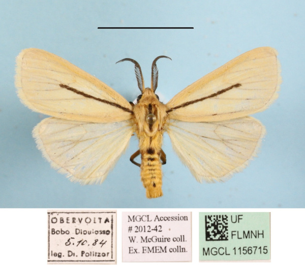 /filer/webapps/moths/media/images/S/simulans_Epilacydes_AM_MGCLa_01.JPG