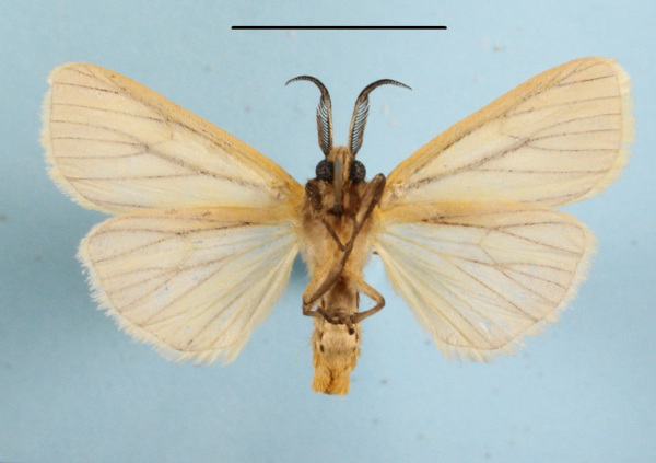 /filer/webapps/moths/media/images/S/simulans_Epilacydes_AM_MGCLb_01.JPG