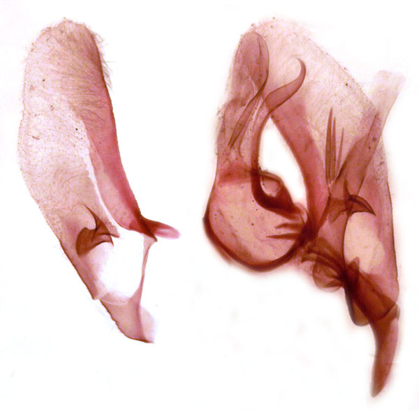 /filer/webapps/moths/media/images/S/simulata_Epilepia_GMHT_TMSA_715.jpg