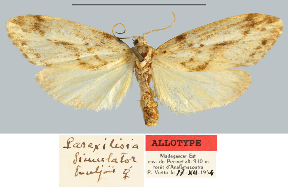 /filer/webapps/moths/media/images/S/simulator_Parexilisia_AT_MNHN.jpg