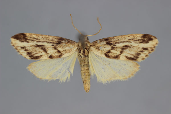 /filer/webapps/moths/media/images/S/simulator_Parexilisia_A_BMNH.jpg